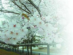 Черешня - i_034.jpg