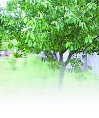 Черешня - i_035.jpg