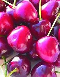 Черешня - i_036.jpg