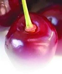 Черешня - i_037.jpg