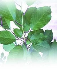 Черешня - i_038.jpg