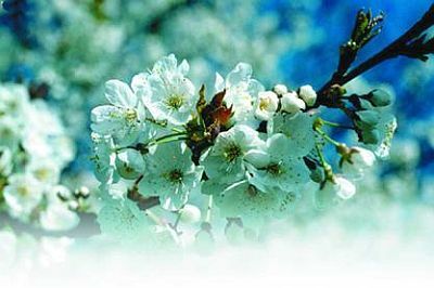 Черешня - i_039.jpg