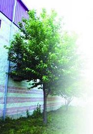 Черешня - i_040.jpg