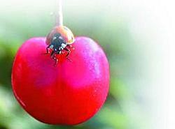 Черешня - i_042.jpg