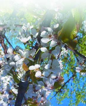 Черешня - i_043.jpg