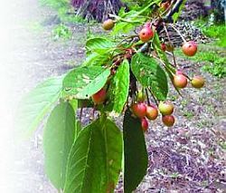 Черешня - i_044.jpg