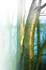 Черешня - i_045.jpg