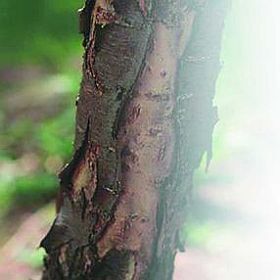 Черешня - i_046.jpg