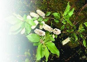 Черешня - i_047.jpg