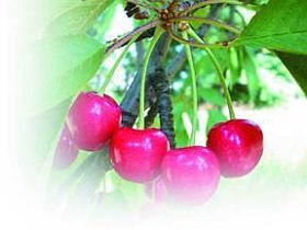 Черешня - i_048.jpg