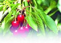 Черешня - i_050.jpg