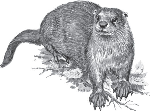 В тайге (сборник). С вопросами и ответами для почемучек - _112.jpg