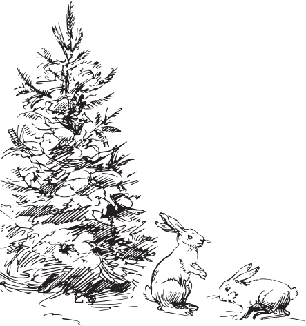 В тайге (сборник). С вопросами и ответами для почемучек - _15.png