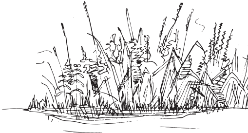 В тайге (сборник). С вопросами и ответами для почемучек - _20.png