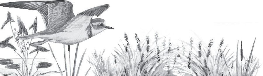 В тайге (сборник). С вопросами и ответами для почемучек - _26.jpg