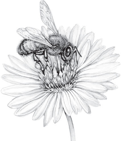 В тайге (сборник). С вопросами и ответами для почемучек - _27.jpg