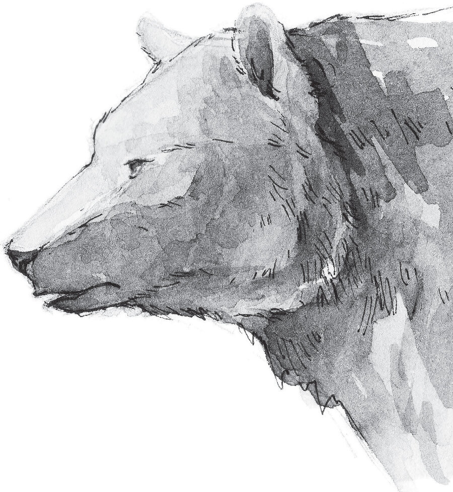 В тайге (сборник). С вопросами и ответами для почемучек - _29.jpg