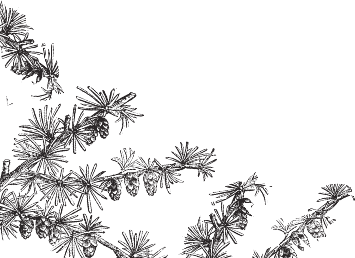 В тайге (сборник). С вопросами и ответами для почемучек - _33.png