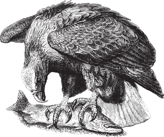 В тайге (сборник). С вопросами и ответами для почемучек - _36.png