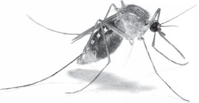 В тайге (сборник). С вопросами и ответами для почемучек - _42.jpg