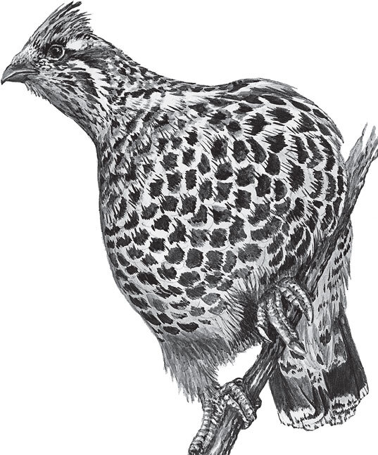 В тайге (сборник). С вопросами и ответами для почемучек - _43.jpg