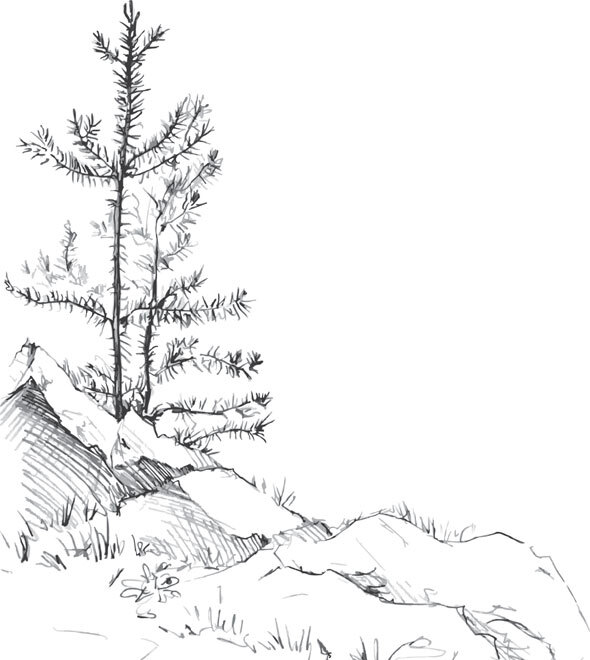 В тайге (сборник). С вопросами и ответами для почемучек - _45.jpg