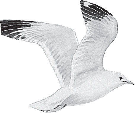 В тайге (сборник). С вопросами и ответами для почемучек - _49.jpg