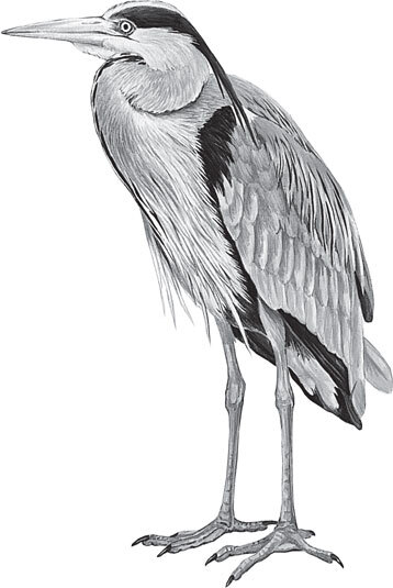 В тайге (сборник). С вопросами и ответами для почемучек - _50.jpg