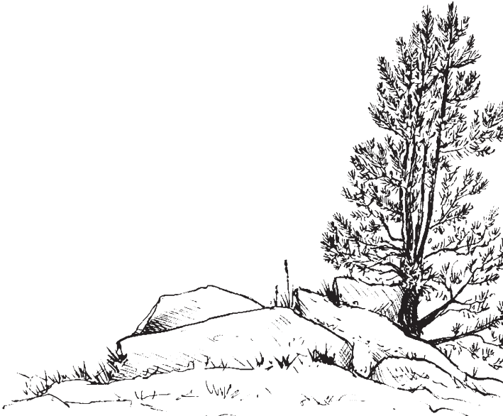 В тайге (сборник). С вопросами и ответами для почемучек - _51.png