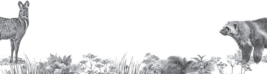 В тайге (сборник). С вопросами и ответами для почемучек - _55.jpg