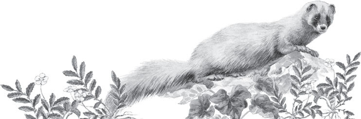 В тайге (сборник). С вопросами и ответами для почемучек - _56.jpg