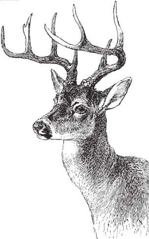 В тайге (сборник). С вопросами и ответами для почемучек - _58.png