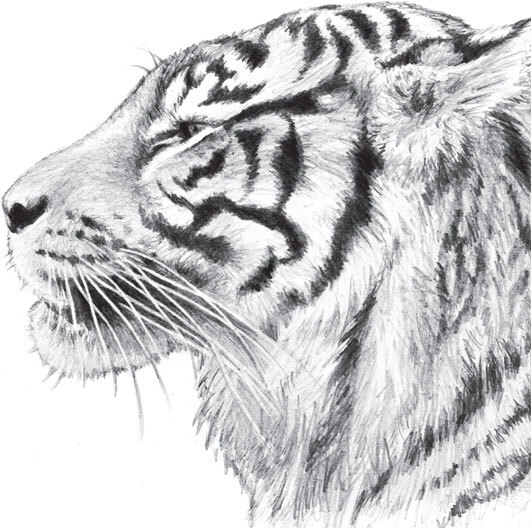 В тайге (сборник). С вопросами и ответами для почемучек - _59.jpg