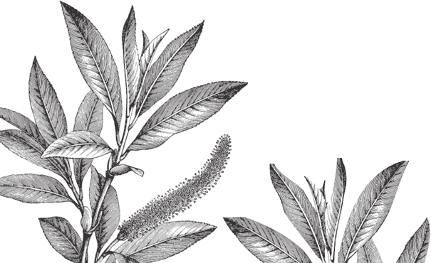 В тайге (сборник). С вопросами и ответами для почемучек - _63.png