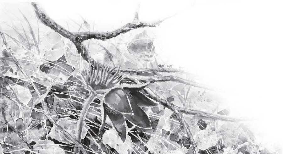 В тайге (сборник). С вопросами и ответами для почемучек - _65.jpg