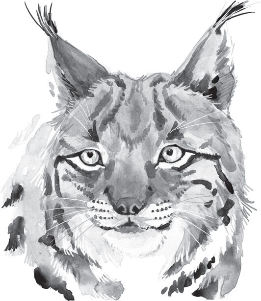 В тайге (сборник). С вопросами и ответами для почемучек - _71.jpg