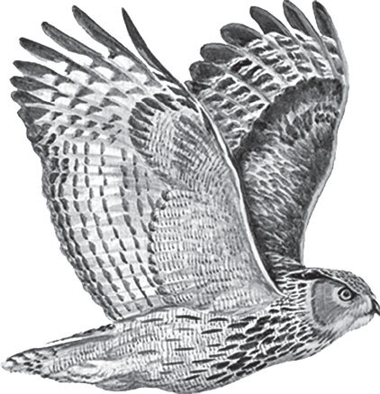 В тайге (сборник). С вопросами и ответами для почемучек - _75.jpg