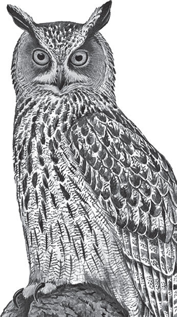 В тайге (сборник). С вопросами и ответами для почемучек - _76.jpg