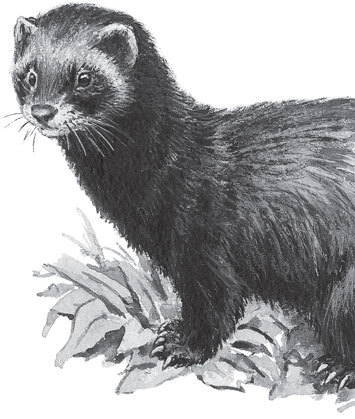 В тайге (сборник). С вопросами и ответами для почемучек - _77.jpg