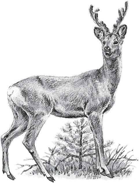 В тайге (сборник). С вопросами и ответами для почемучек - _79.jpg