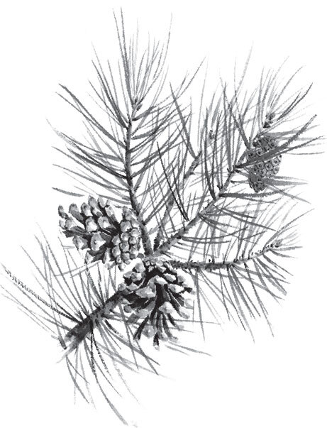 В тайге (сборник). С вопросами и ответами для почемучек - _81.jpg