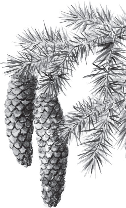 В тайге (сборник). С вопросами и ответами для почемучек - _82.jpg