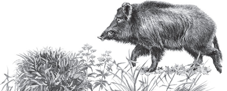 В тайге (сборник). С вопросами и ответами для почемучек - _84.jpg