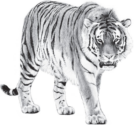 В тайге (сборник). С вопросами и ответами для почемучек - _94.jpg