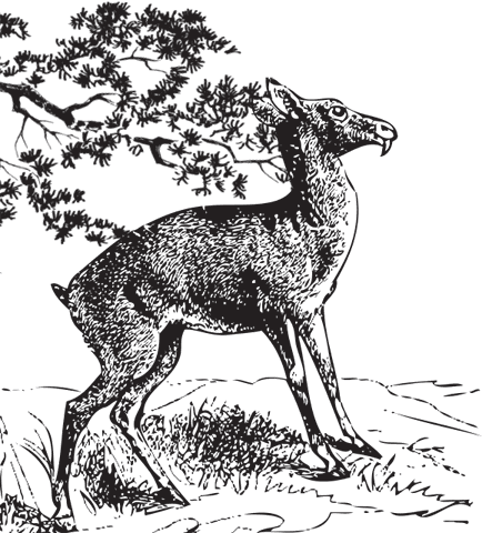 В тайге (сборник). С вопросами и ответами для почемучек - _66.png