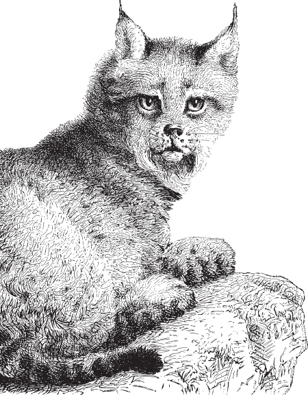 В тайге (сборник). С вопросами и ответами для почемучек - _72.png