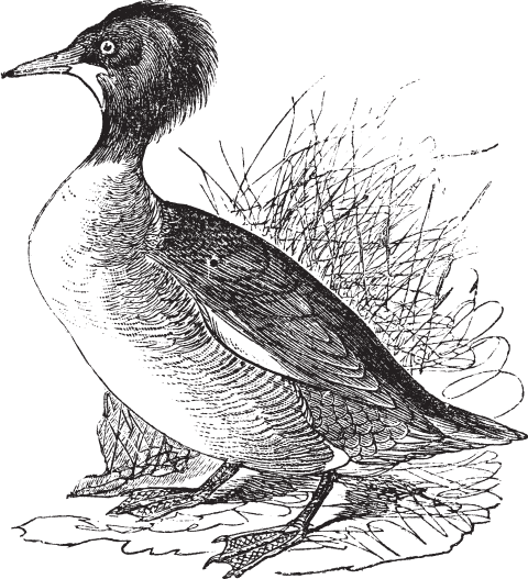 В тайге (сборник). С вопросами и ответами для почемучек - _74.png