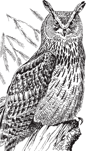 В тайге (сборник). С вопросами и ответами для почемучек - _78.png