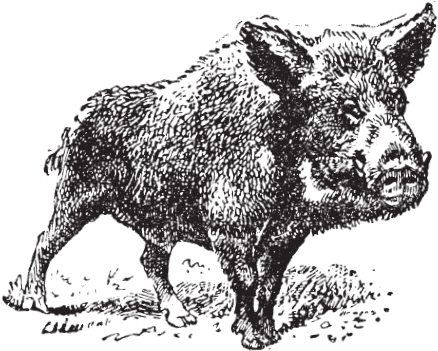 В тайге (сборник). С вопросами и ответами для почемучек - _85.png