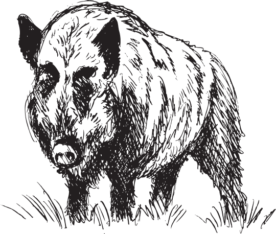 В тайге (сборник). С вопросами и ответами для почемучек - _86.png